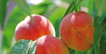 Персик - полное описание фрукта с фото