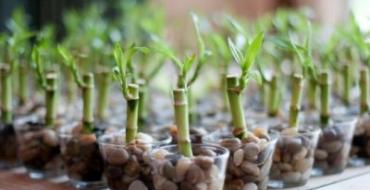 Комнатное растение бамбук (48 фото): уход и размножение