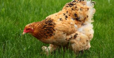 Виды комбикормов для кур, как приготовить, как скармливать Измельчитель травянистых культур